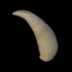 2026年最新】マッコウクジラの歯の人気アイテム - メルカリ