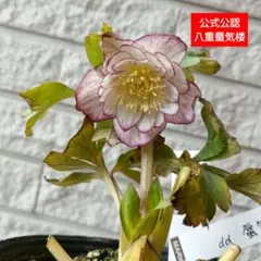 2026年最新】蜃気楼 クリスマスローズの人気アイテム - メルカリ