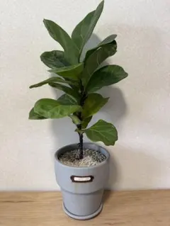 2026年最新】カシワバゴムノキの人気アイテム - メルカリ