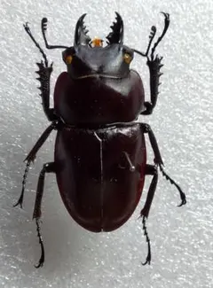 2026年最新】ヤエヤママルバネの人気アイテム - メルカリ