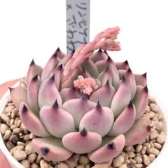 2026年最新】リンゼアナの人気アイテム - メルカリ