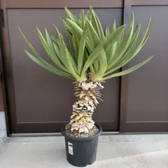 2026年最新】ユッカグロリオサの人気アイテム - メルカリ