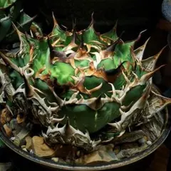 2026年最新】太陽神 アガベの人気アイテム - メルカリ