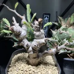 2026年最新】センナメリディオナリス 実生の人気アイテム - メルカリ