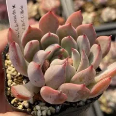 2026年最新】多肉植物 リンゼアナの人気アイテム - メルカリ