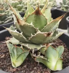 2026年最新】アガベ ブツブツの人気アイテム - メルカリ