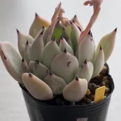 2026年最新】おらいさん苗 そわそわの人気アイテム - メルカリ