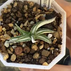 2026年最新】氷山 中斑の人気アイテム - メルカリ