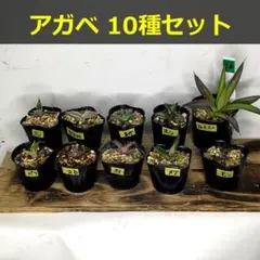 2026年最新】大株 アガベの人気アイテム - メルカリ