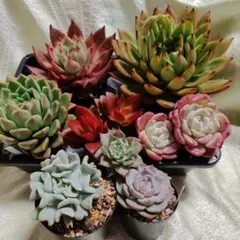 2026年最新】札付き 多肉植物の人気アイテム - メルカリ