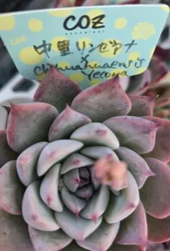 2026年最新】リンゼアナ 中里の人気アイテム - メルカリ