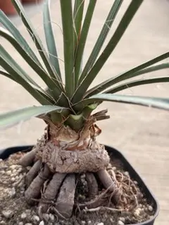 2026年最新】ユッカ フィリフェラの人気アイテム - メルカリ