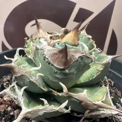 2026年最新】疣猪の人気アイテム - メルカリ