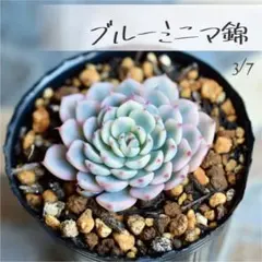 2026年最新】多肉植物錦の人気アイテム - メルカリ