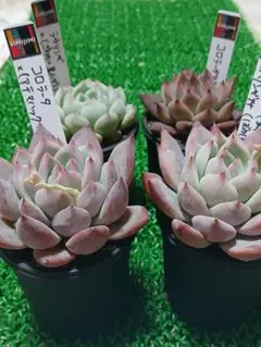 2026年最新】simijimiさん苗の人気アイテム - メルカリ