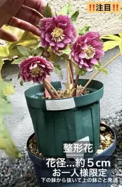 2026年最新】広瀬園芸 クリスマスローズの人気アイテム - メルカリ