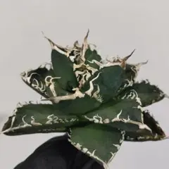 2026年最新】イラン株 アガベの人気アイテム - メルカリ