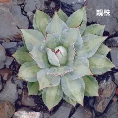 2026年最新】アガベ パリー 吉祥天錦の人気アイテム - メルカリ