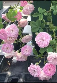 2026年最新】ローラダボーの人気アイテム - メルカリ