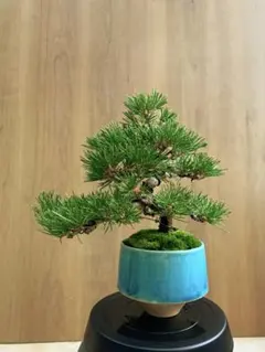 2026年最新】黒松小品盆栽の人気アイテム - メルカリ