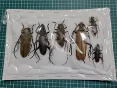 2026年最新】カミキリ 昆虫標本の人気アイテム - メルカリ