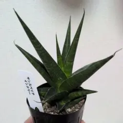 2026年最新】サンスベリア 希少の人気アイテム - メルカリ