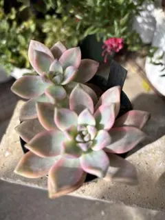 2026年最新】淡雪錦の人気アイテム - メルカリ