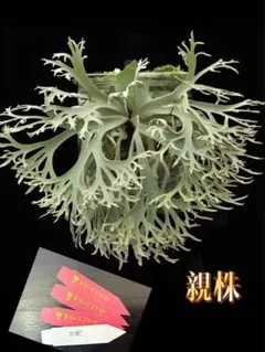 2026年最新】P.willinckii jennyの人気アイテム - メルカリ