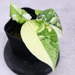 アロカシア マハラニ アルボバリエガータ 極斑 - メルカリ