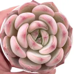 2026年最新】リンゼアナの人気アイテム - メルカリ