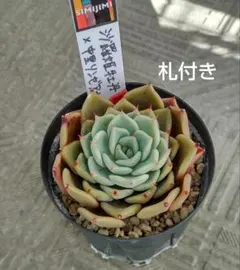 2026年最新】中里リンぜアナの人気アイテム - メルカリ