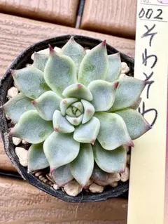 2026年最新】おらい そわそわの人気アイテム - メルカリ