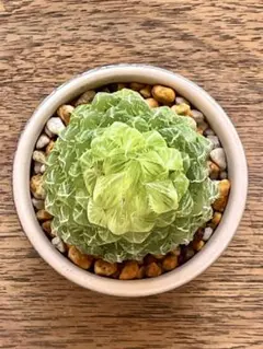 2026年最新】ハオルチア エメラルドLEDの人気アイテム - メルカリ