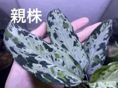 2026年最新】アグラオネマ ピクタム マルチカラーの人気アイテム