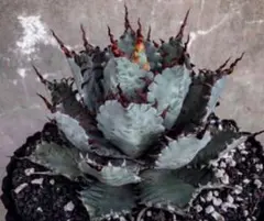 2026年最新】甲蟹 ハイブリッドの人気アイテム - メルカリ