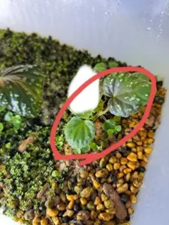 2026年最新】ベゴニア spの人気アイテム - メルカリ