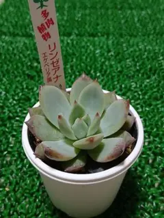 2026年最新】多肉 リンゼアナの人気アイテム - メルカリ