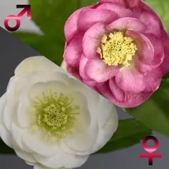 2026年最新】かぐや姫 クリスマスローズの人気アイテム - メルカリ