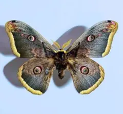 2026年最新】ヤママユ 昆虫標本の人気アイテム - メルカリ