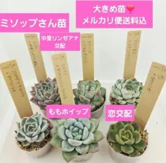2026年最新】ミソップ苗の人気アイテム - メルカリ