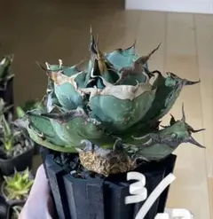 2026年最新】オアハカ 現地球の人気アイテム - メルカリ