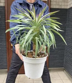 2026年最新】ユッカ デスメティアーナの人気アイテム - メルカリ