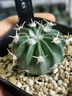 2026年最新】綾波 サボテンの人気アイテム - メルカリ