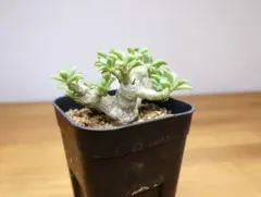 2026年最新】チレコドン デシピエンスの人気アイテム - メルカリ