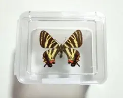 2026年最新】ギフチョウの人気アイテム - メルカリ