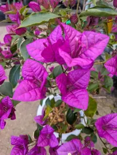 2026年最新】ブーゲンビリア苗の人気アイテム - メルカリ