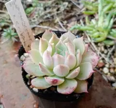 2026年最新】多肉 リンゼアナの人気アイテム - メルカリ