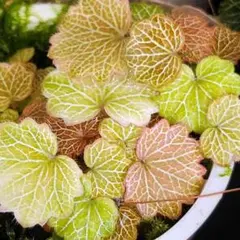 2026年最新】姫ユキノシタの人気アイテム - メルカリ