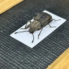 サカダチコノハナナフシ9匹セット＋ ギガンティアナナフシ一匹 標本箱