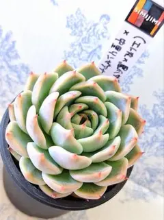 2026年最新】中里リンぜアナの人気アイテム - メルカリ